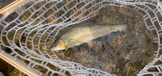 Fischportrait Äsche Fascination Fishing