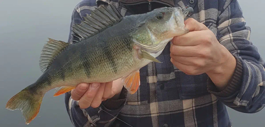 Barsch mit Köder im Maul