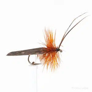 Sedge braun barbed