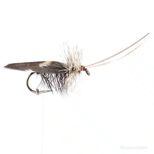 Sedge barbless dunkel gesprenkelt